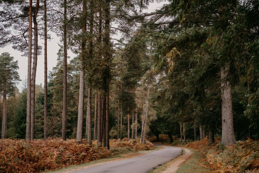 ornamental drive the new forest private tour